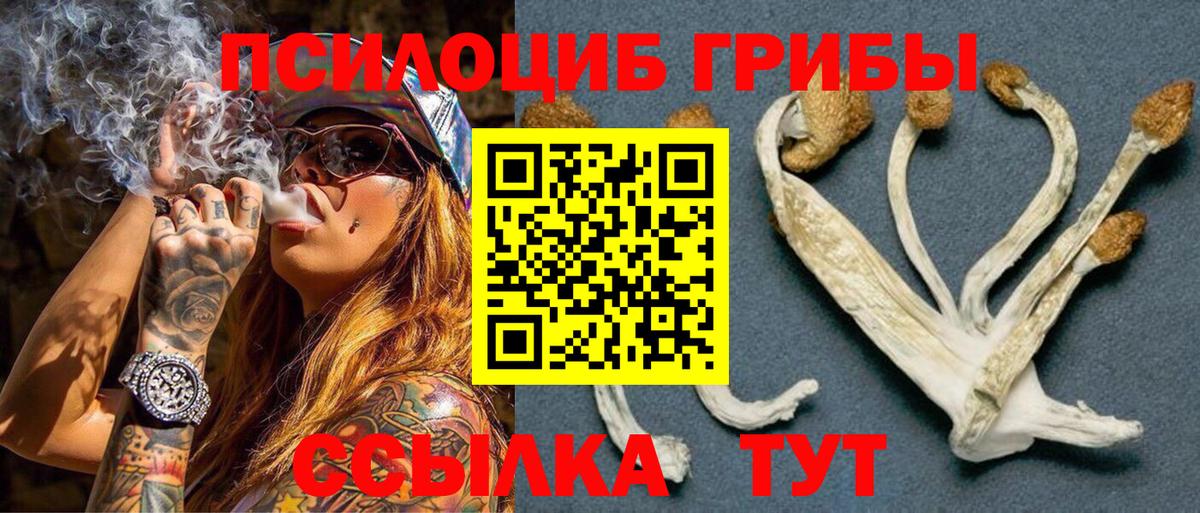 Псилоцибиновые грибы Cubensis Будённовск